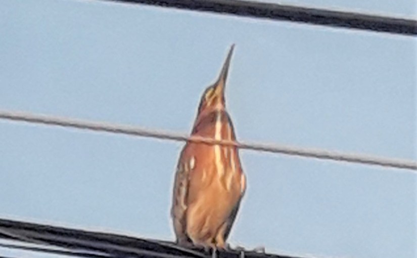 If we must&nbsp;Die…