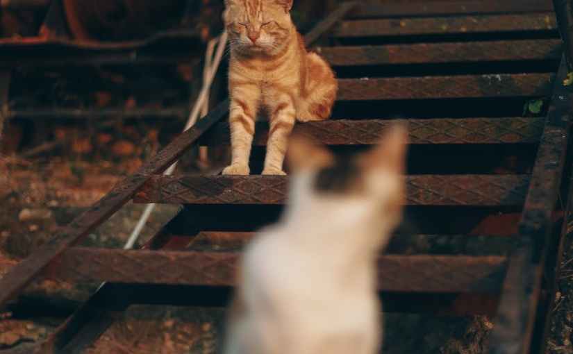 You, Looking Back at&nbsp;You.