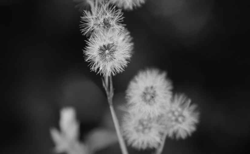 I Can Only&nbsp;Imagine