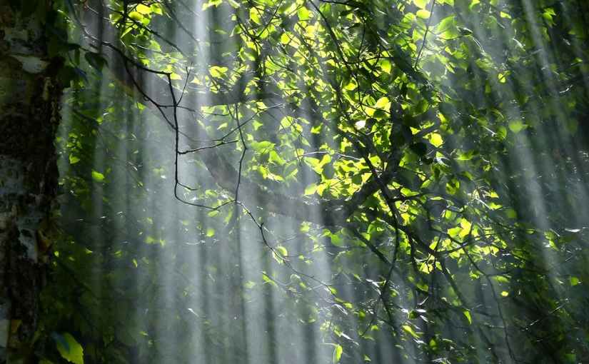 Child of the&nbsp;Light